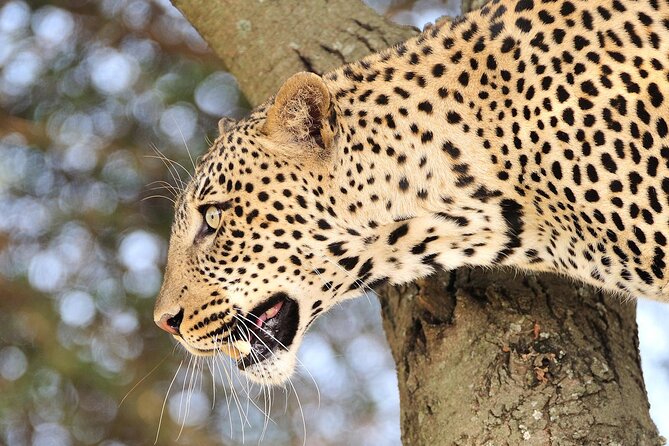 Private 6-Day Great Migration Ndutu Serengeti Safari Tour - What the $2,827 price means