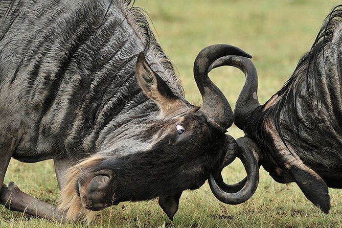 Private 6-Day Great Migration Ndutu Serengeti Safari Tour - Day 2: Elephants and open country in Tarangire