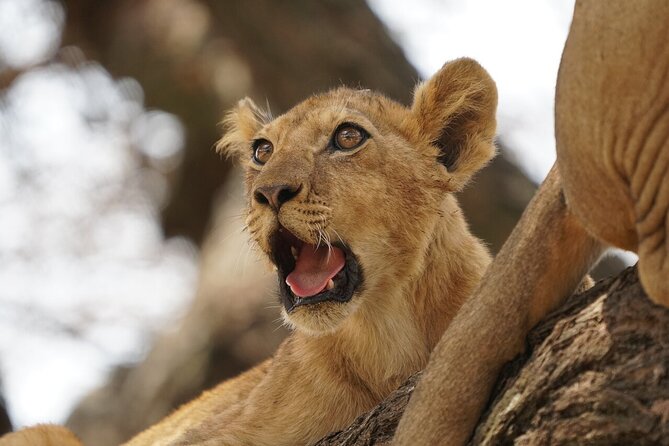 Private 6-Day Tarangire Manyara Crater and Serengeti with Mid-Range Lodges - Day 3: Through Ngorongoro toward the Serengeti
