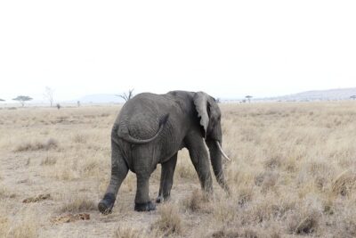 Private 6-Day Tarangire Manyara Crater and Serengeti with Mid-Range Lodges