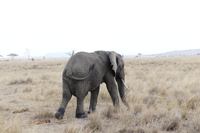 Private 6-Day Tarangire Manyara Crater and Serengeti with Mid-Range Lodges - Day 2: Tarangire and the river that draws elephants