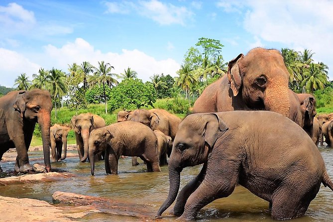 Private Day Trip to Sigiriya, cave and National park Safari Tour - Driver quality can shape the entire experience