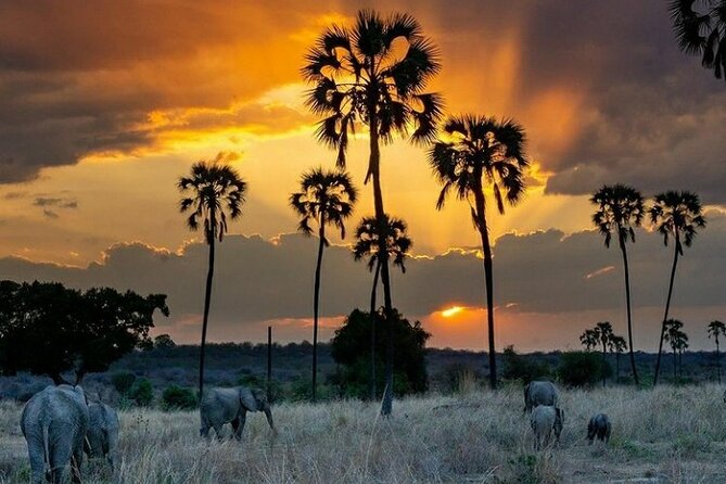 Private Full-Day Trip to Mikumi National Park from Dar es Salaam - Why a private vehicle changes the day