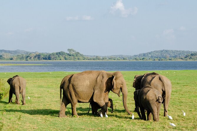 Private Jeep Safari at Minneriya National Park to Visit Elephants - The ethical side of getting close to elephants