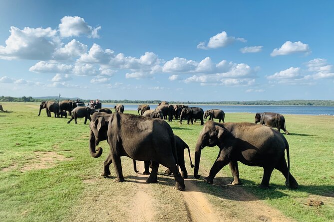 Private Jeep Safari at Minneriya National Park to Visit Elephants - The private jeep is useful for families and small groups
