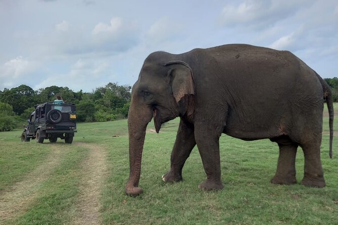 Private Jeep Safari at Minneriya National Park to Visit Elephants - What can you see besides elephants?