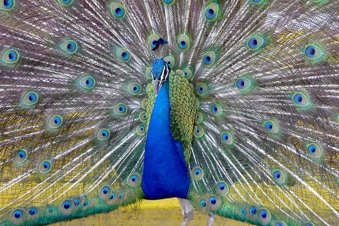 Private Tour: Florida Everglades Airboat Ride and Wildlife Adventure - Reptiles, tortoises, and exhibits after the ride