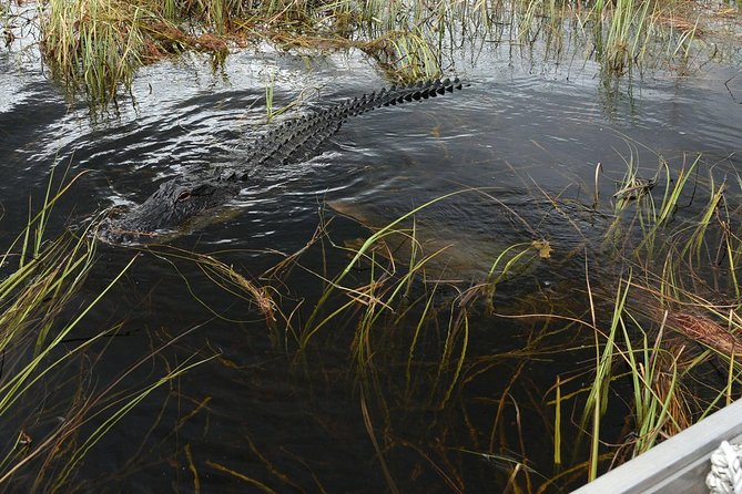 Private Tour: Florida Everglades Airboat Ride and Wildlife Adventure - Should you book the private Sawgrass airboat tour?