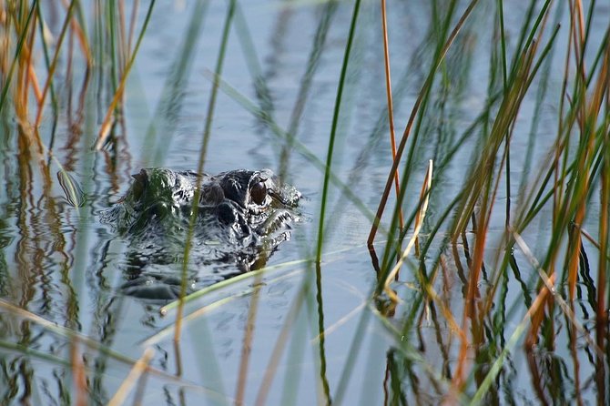 Private Tour: Florida Everglades Airboat Ride and Wildlife Adventure - The captain makes or breaks the hour