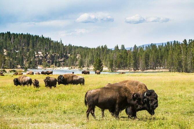 Private Yellowstone Tour: ICONIC Sites, Wildlife, Family Friendly Hikes + lunch - Five useful things to know before booking