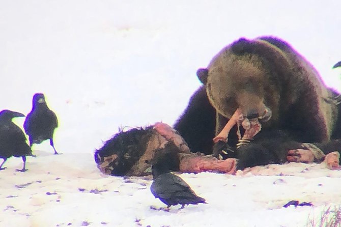 Private Yellowstone Winter Wolf Watching and Wildlife Safari - Mammoth Hot Springs adds a different kind of drama