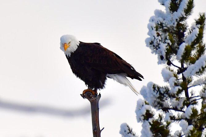 Private Yellowstone Winter Wolf Watching and Wildlife Safari - Lunch, snacks, and the gear that makes the day easier