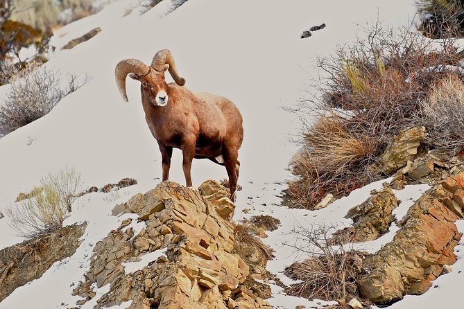 Private Yellowstone Winter Wolf Watching and Wildlife Safari - The guide can make or break a wildlife day