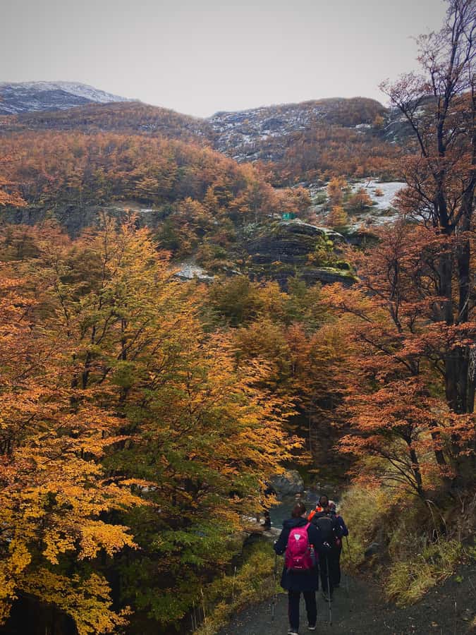 Puerto Natales: Base of the Towers Trekking Experience - Through the forest to the final moraine
