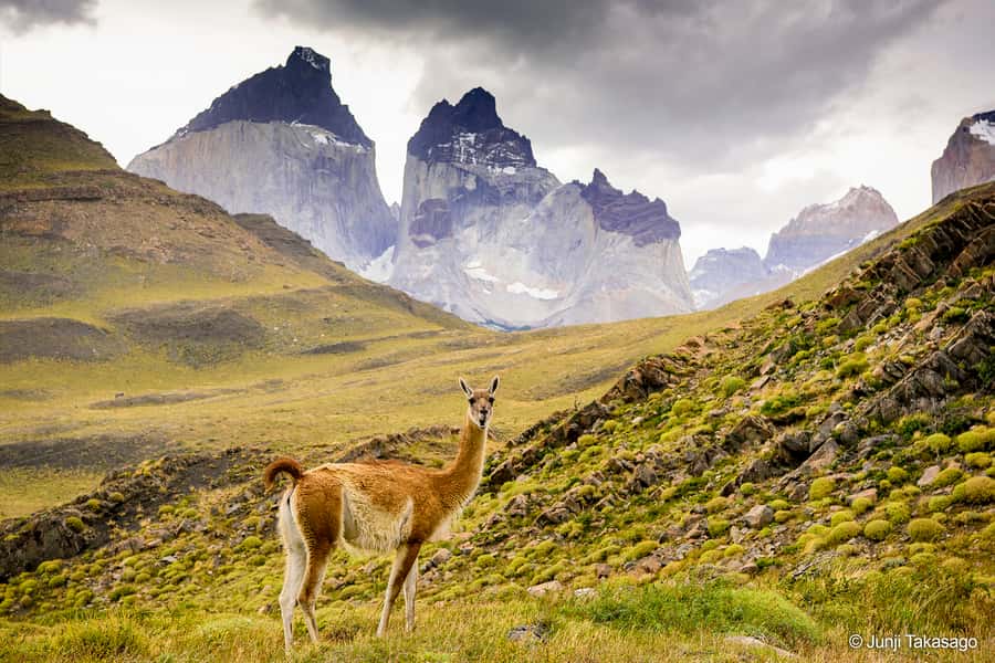 Puerto Natales: Full day tour Torres del Paine National Park - The guide and driving can shape the day