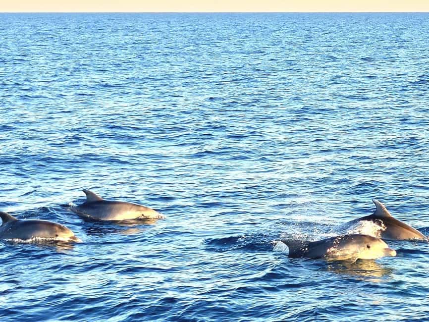 Pula: Brijuni Dolphins Sunset Cruise with Dinner and Drinks - How the three hours are best used