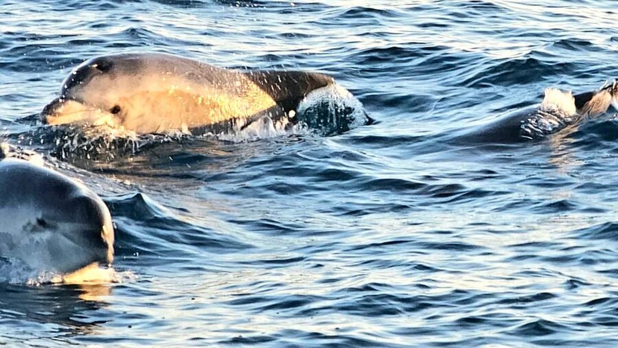Pula: Brijuni Dolphins Sunset Cruise with Dinner and Drinks - Who will enjoy the Arena most