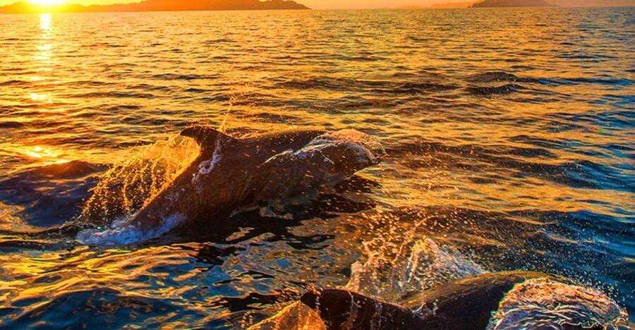 Pula: Brijuni Islands Dolphin Watching & Wildlife Cruise - Key points to know before booking