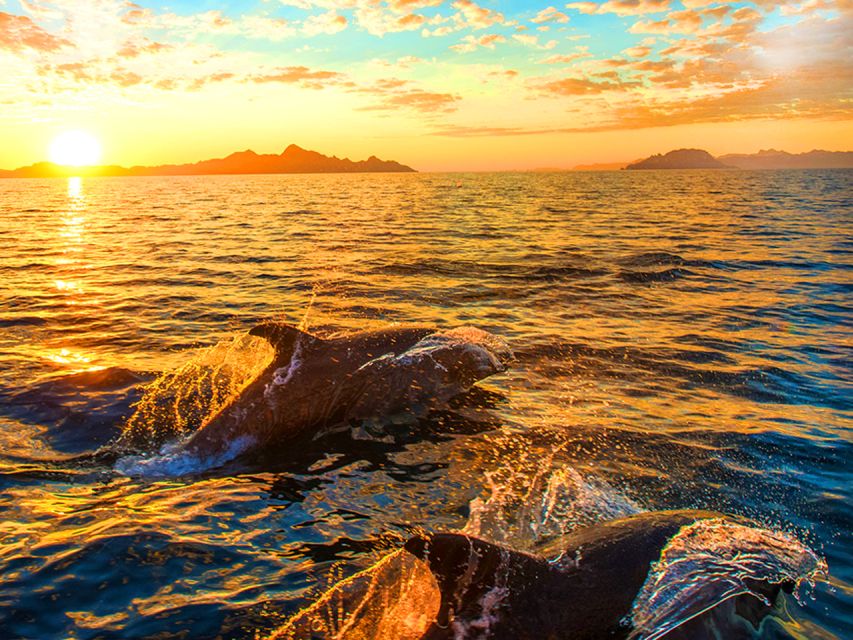 Pula: Brijuni Islands Dolphin Watching & Wildlife Cruise - Setting sail from Pula toward Brijuni