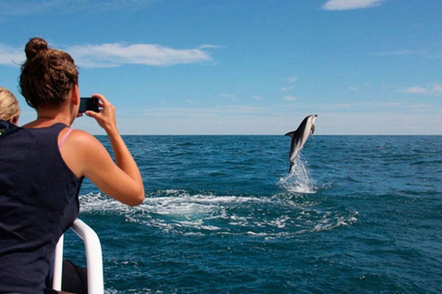 Pula: Brijuni Islands Dolphin Watching & Wildlife Cruise - Searching the Adriatic for dolphins