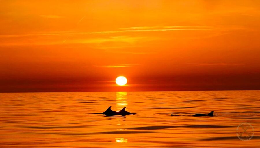 Pula: Brijuni Islands Dolphin Watching & Wildlife Cruise - Brijuni National Park from the water
