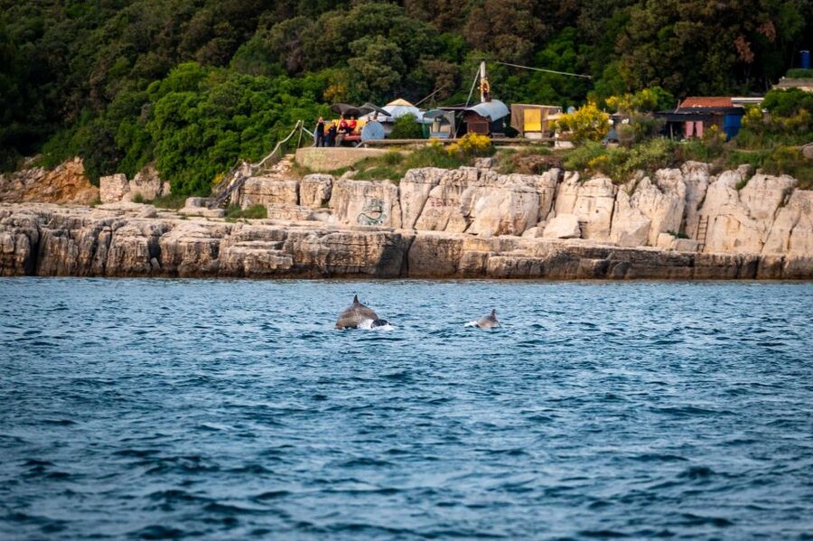 Pula: Brijuni National Park Sunset, Dolphins & Dinner Cruise - From Pula harbor to the Brijuni Islands