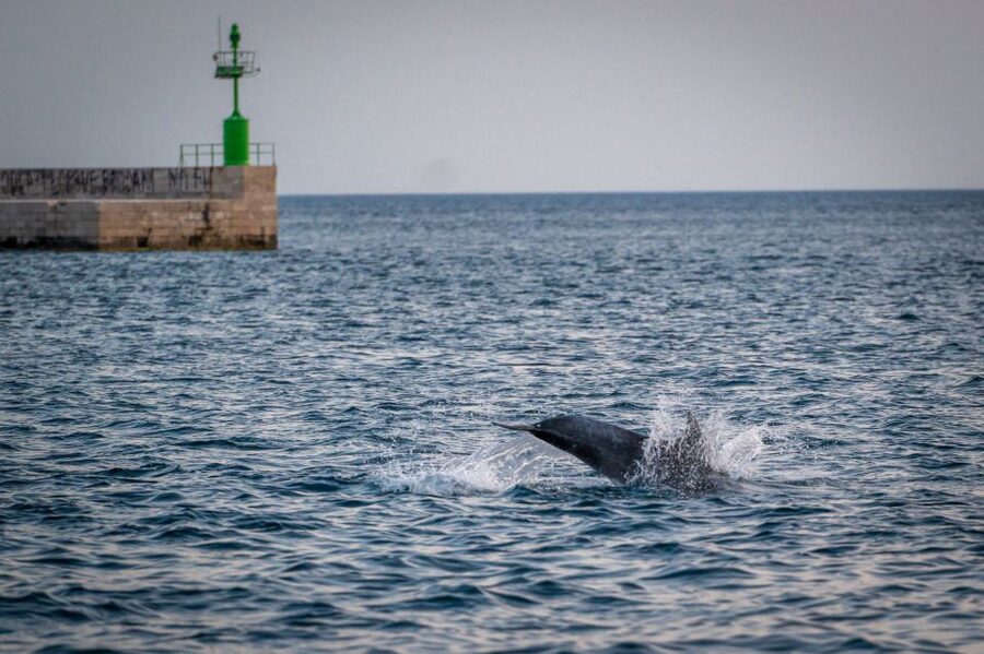 Pula: Brijuni National Park Sunset, Dolphins & Dinner Cruise - Dinner cooked while the boat cruises