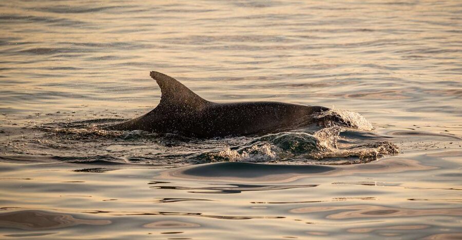Pula: Brijuni National Park Sunset, Dolphins & Dinner Cruise - How good is the value at $64?