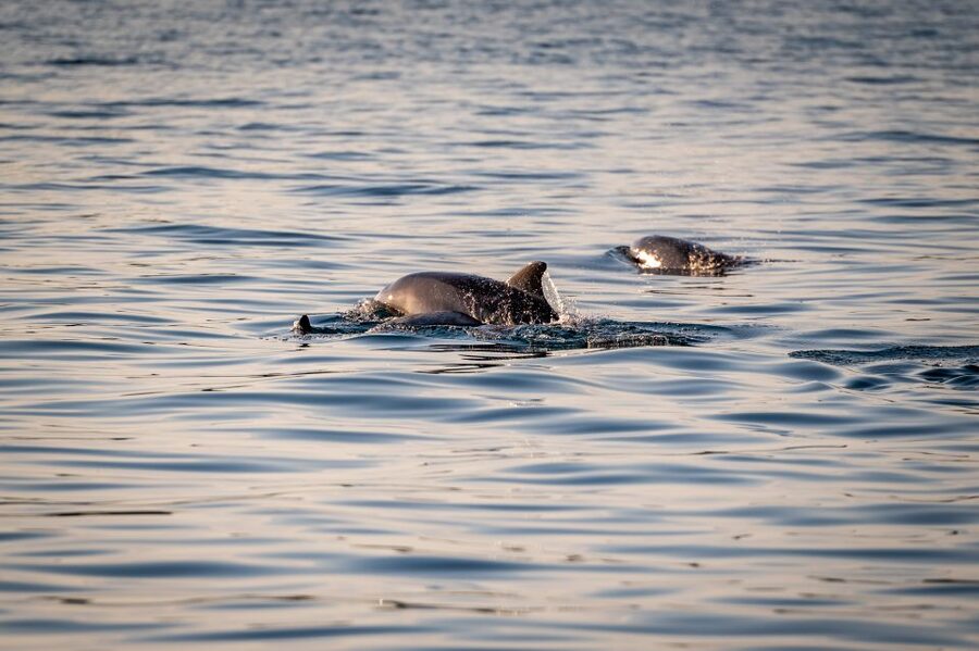 Pula: Brijuni National Park Sunset, Dolphins & Dinner Cruise - Who will enjoy this cruise most?