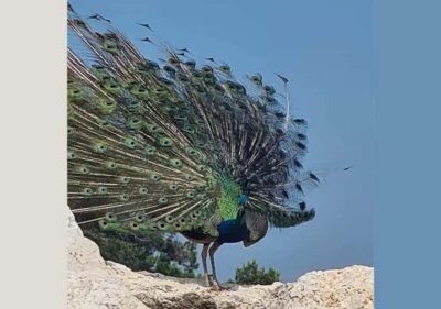 Pula: Brijuni National Park Tour with Island Visit