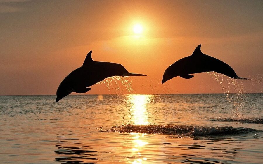 Pula: Dolphin&Sunset Cruise in Brijuni with Dinner&Drinks - Key points to know before sailing