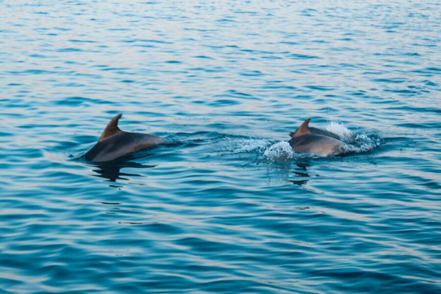 Pula: Dolphin&Sunset Cruise in Brijuni with Dinner&Drinks - Booking details worth knowing