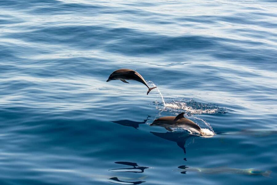 Pula: Dolphin&Sunset Cruise in Brijuni with Dinner&Drinks - Cruising around Brijuni National Park