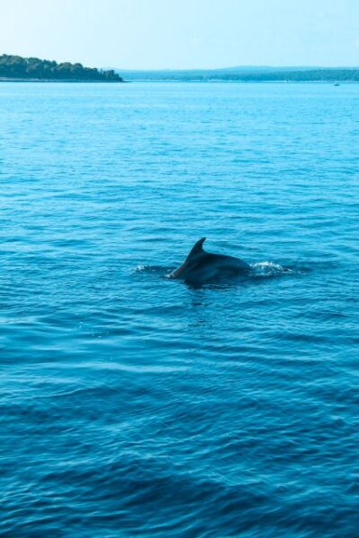 Pula: Dolphin&Sunset Cruise in Brijuni with Dinner&Drinks
