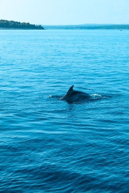 Pula: Dolphin&Sunset Cruise in Brijuni with Dinner&Drinks - Meeting Europa in Pula