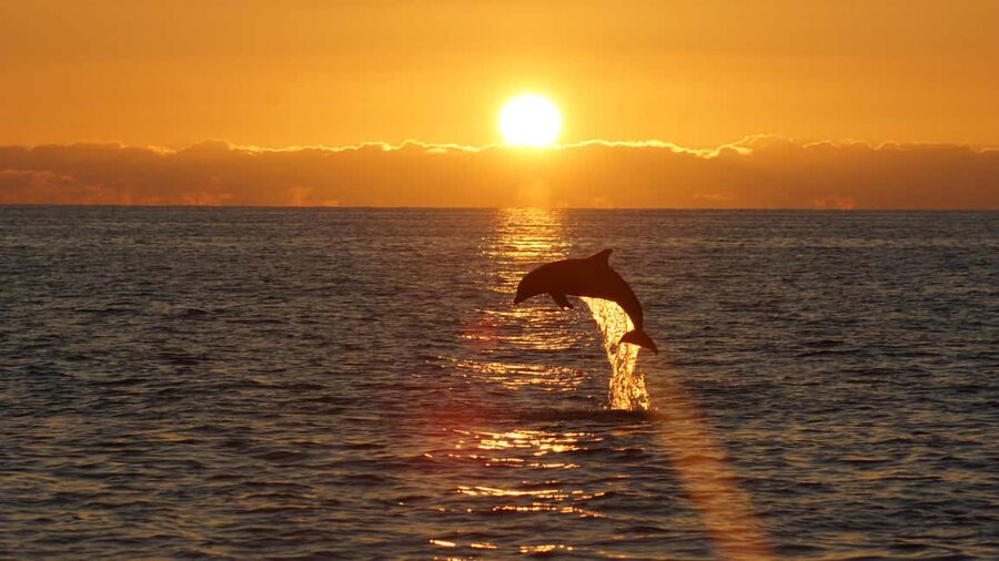 Pula: Dolphin Sunset Cruise to Brijuni with Dinner & Drinks - Boarding Ananda near the Pula Arena