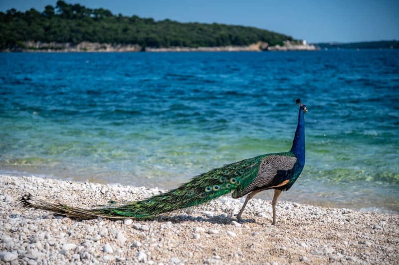 Pula: National Park Brijuni, 2 swimming stops, lunch, drinks - A grilled lunch with three clear choices