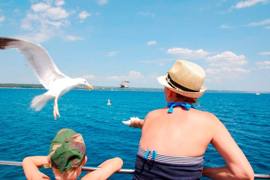 Pula: National Park Brijuni Island Visit & Dolphin Cruise - Dolphin watching near the Istrian coast