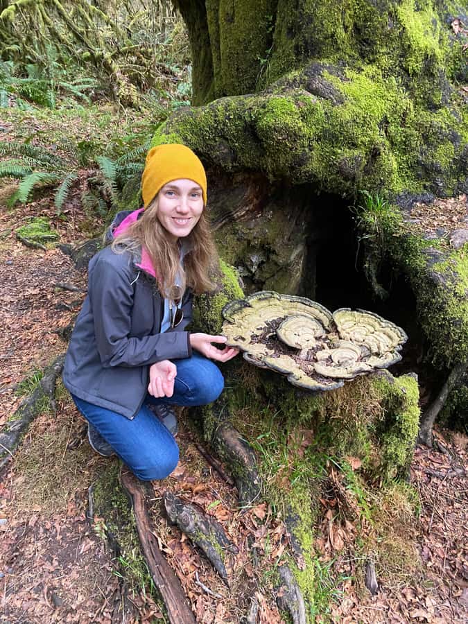 Rainforest and Olympic National Park Highlights - Why this Olympic Peninsula trip works