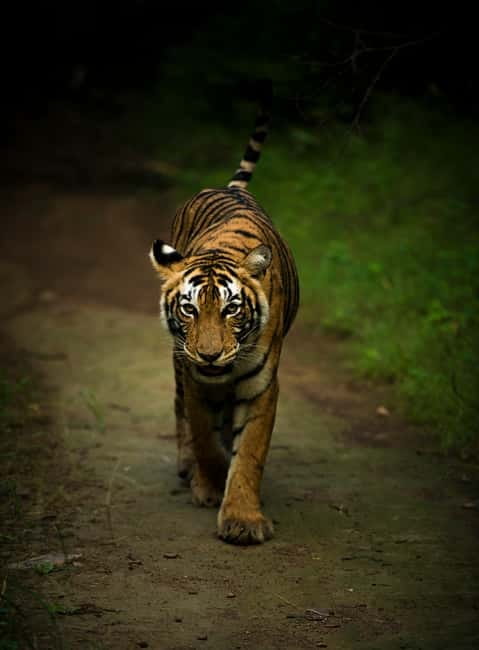 Ranthambore National Park: Safari Ticket with Pickup Option - Four hours among ruins, forest, and wildlife