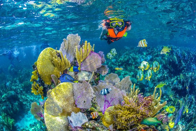 Reef Snorkel In National Park In Puerto Morelos With Lunch And Transportation - The Boat Snorkel: Guided, Shallow, and Fairly Physical
