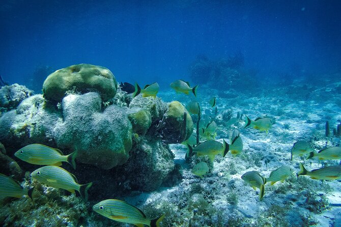 Reef Snorkel In National Park In Puerto Morelos With Lunch And Transportation - What the $44.25 Price Really Covers