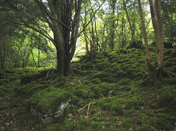 Ring of Kerry Day Tour from Cork: Including Killarney National Park - Key points to know before booking