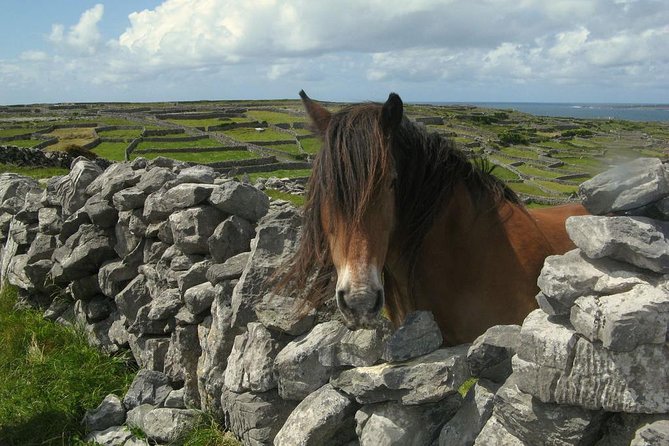 Ring of Kerry Day Tour from Cork: Including Killarney National Park - Waterville Beach and Charlie Chaplin