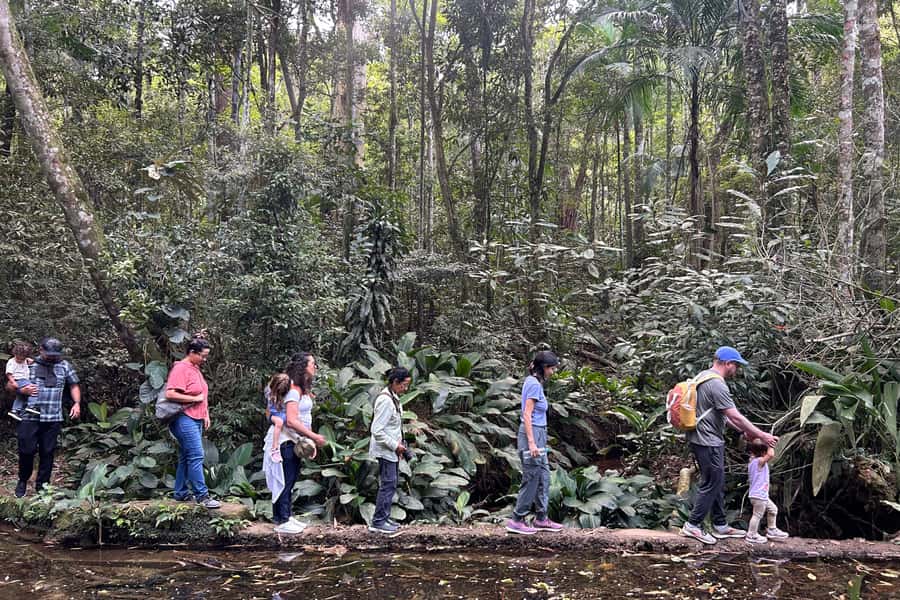 Rio de Janeiro: Tijuca National Park Tour - The 7:30 AM pickup and ride into the forest