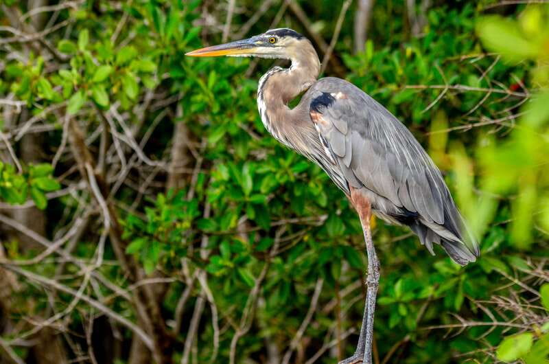 Rio Lagartos: Boat Tour through the Nature Reserve - Key points to know before you go