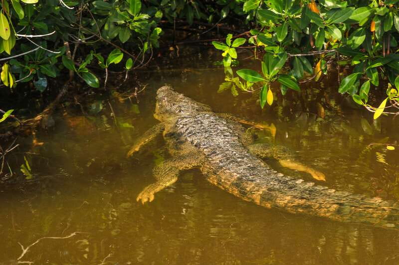 Rio Lagartos: Boat Tour through the Nature Reserve - Why Rio Lagartos is worth the trip