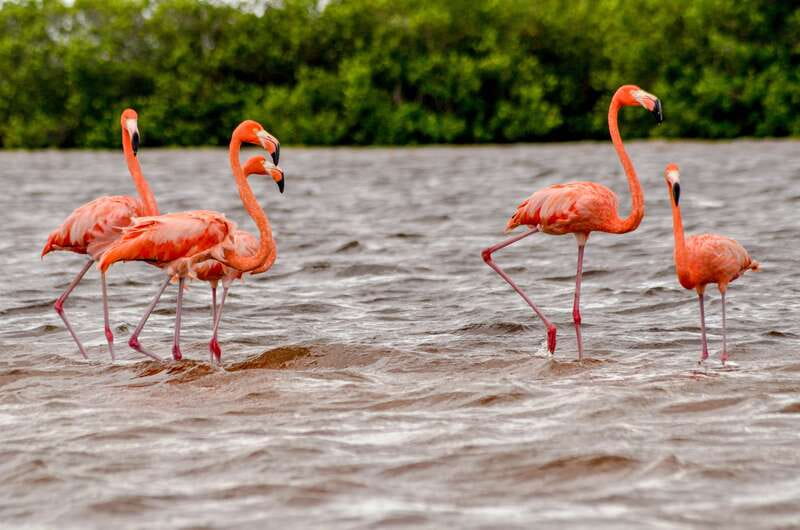 Rio Lagartos: Boat Tour through the Nature Reserve - Through the mangrove channels