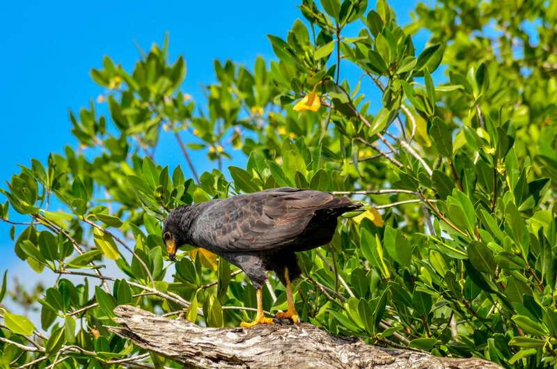 Rio Lagartos: Boat Tour through the Nature Reserve - The flamingo feeding grounds