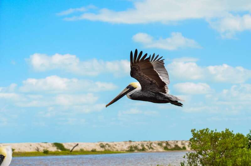 Rio Lagartos: Boat Tour through the Nature Reserve - Birdwatching beyond the flamingos